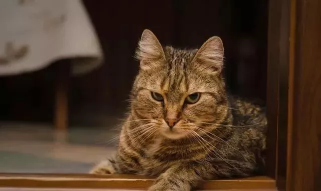 每天等你回家的猫，猫会记住你的时间，猫喜欢准时的生活