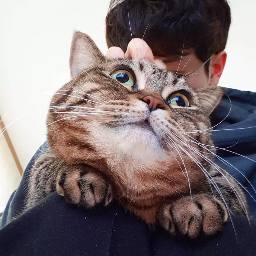 胖橘地位不保! 这只狸花猫已经踏上体重秤 | 颜值俱乐部