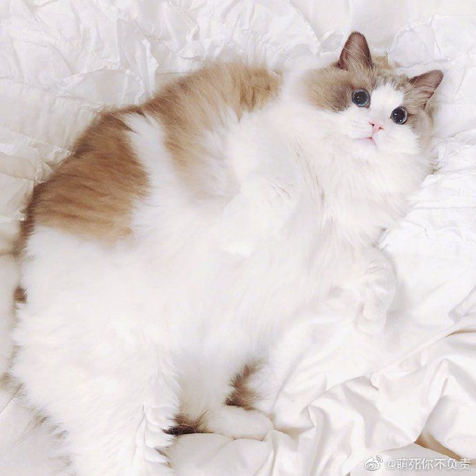 有的猫平时看起来怂怂的，一旦拽起来 ……