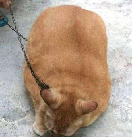 奶奶怕丢猫用铁链锁着它，8年后解开铁链，抱起来一看不淡定了