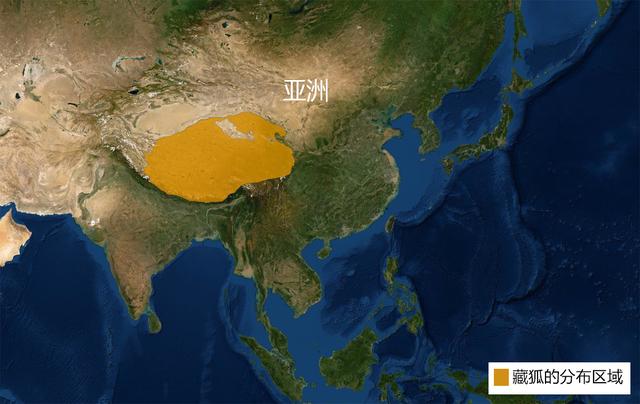 藏狐是高原鼠兔的专性捕食者，它的存在直接影响草原生态健康度