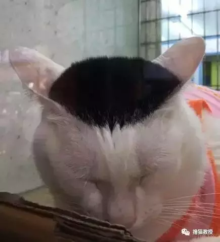 一看這些貓的發型，就知道它們的媽媽不是一般的Tony老師