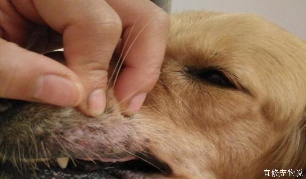 在家也能给狗狗做的一些基本检查