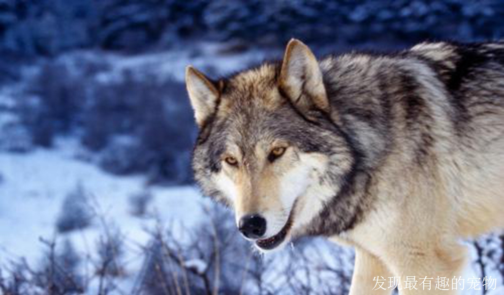 狼和狗是不是同一个物种？它们有什么不同？