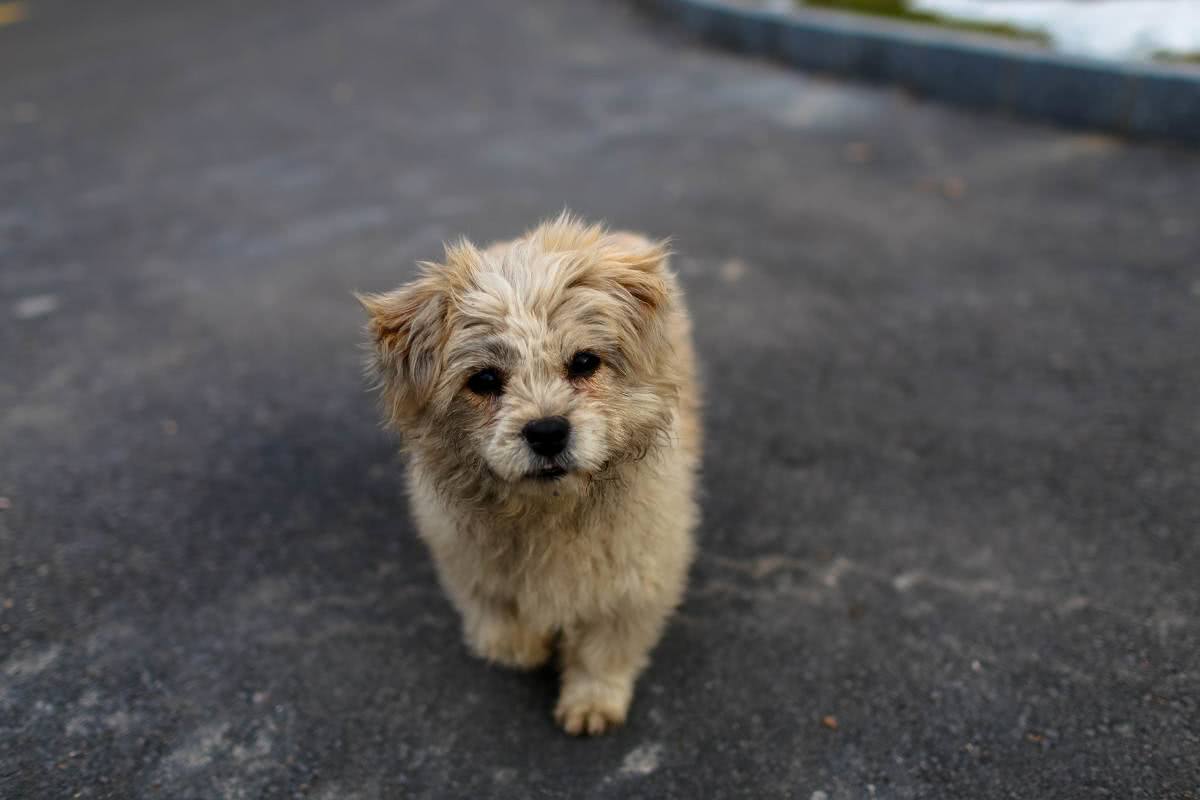 農村夫婦收養流浪狗，幾年后狗狗用這樣的方式報答他們