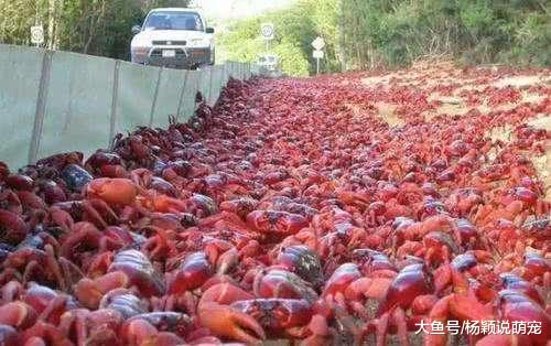 古巴因外来物种入侵，向中国厨师求救，中国人：实在是爱莫能助啊！