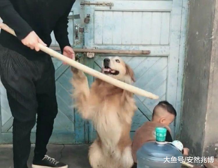 孩子犯错，宝爸拿起棍子，狗狗的暖心护卫，让人感动的想哭