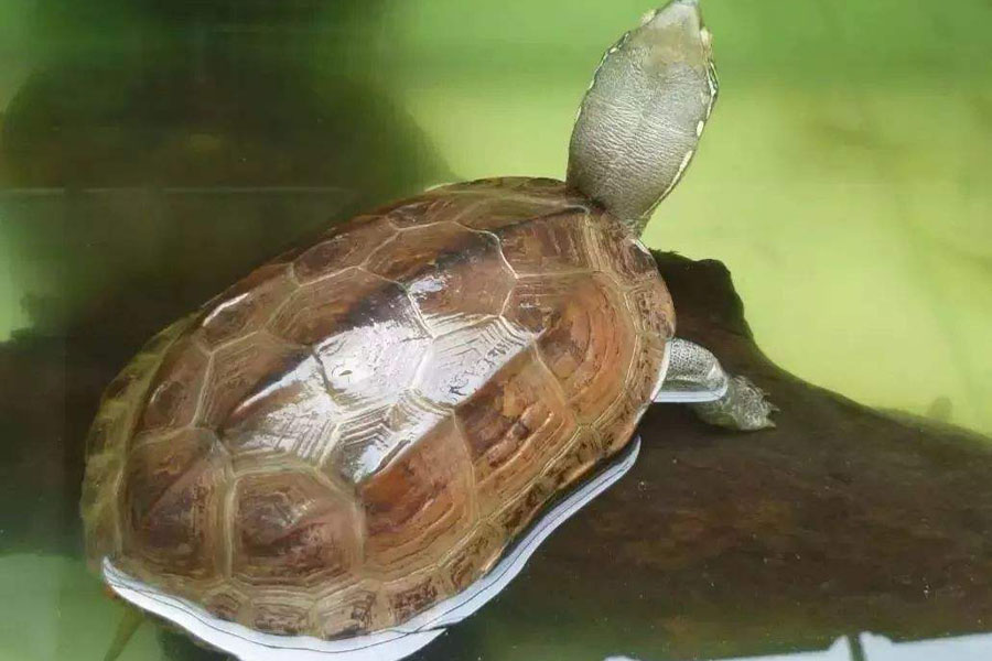 秋分时节，乌龟也需要“贴秋膘”