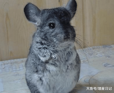 从濒临灭绝到被宫崎骏捧红，软萌温顺的龙猫，差点与人类彻底分手