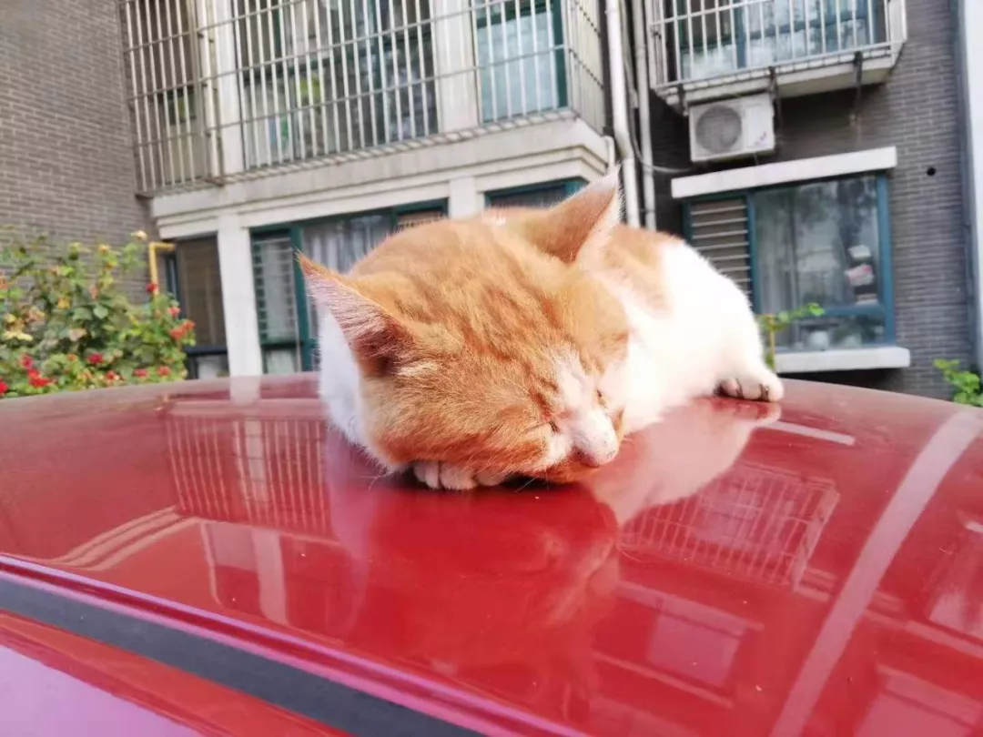 橘猫大摇大摆躺在车顶，对车主一屑不顾，还霸占车子打了大哈欠