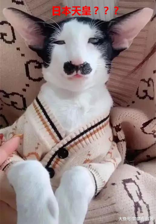 网友说养了只很丑的猫，本来不信，当她手放下的那一刻：日本天皇，是你吗？
