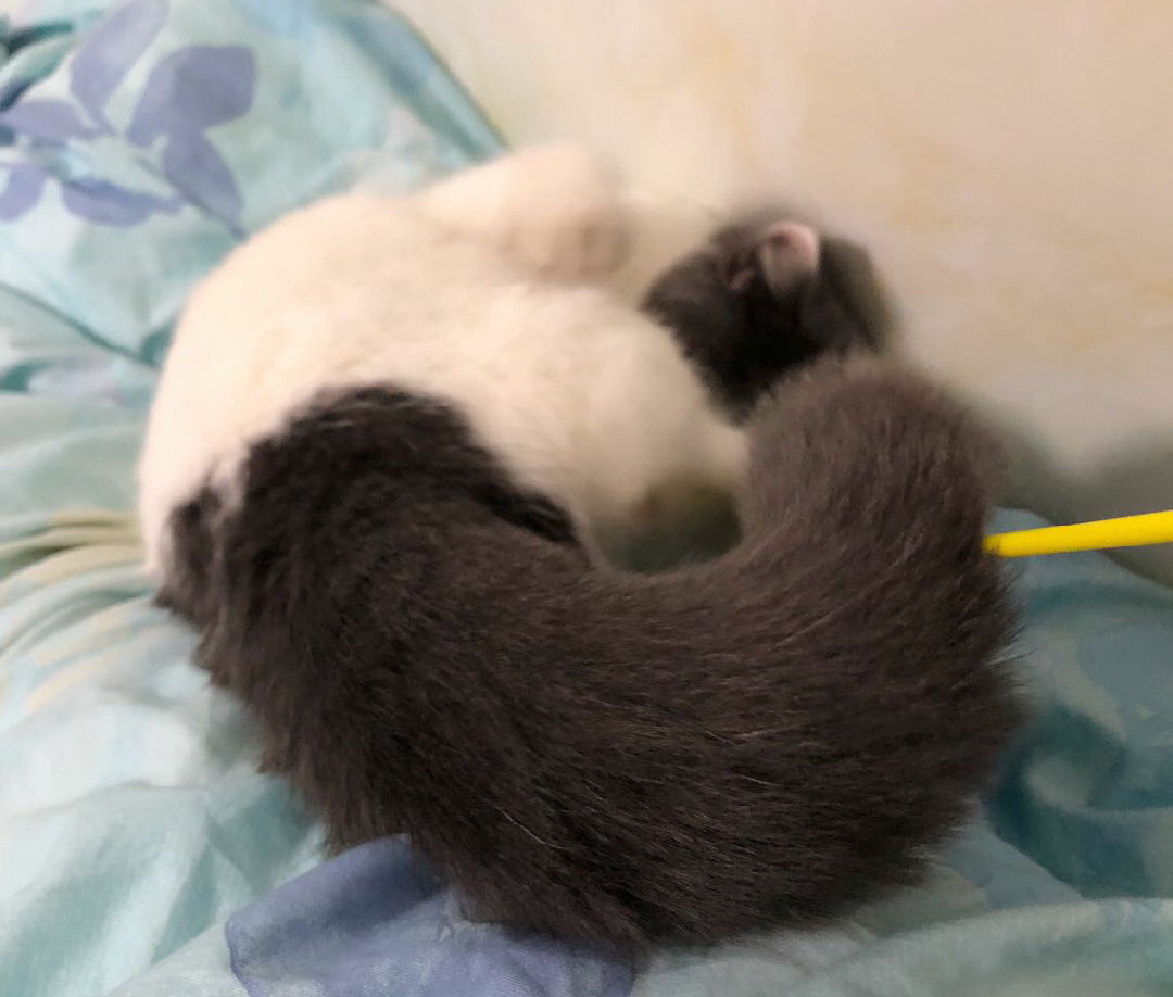 我家猫咪两三事, 拜托, 小猫咪要不要这么可爱