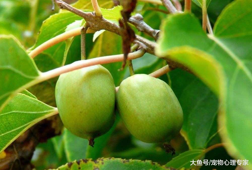 辟谣！猫薄荷用多了会让猫上瘾？成分天然无害却也不可滥用