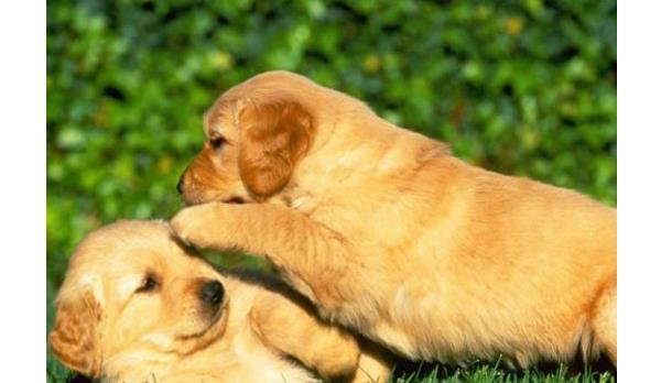 世界十大萌宠排行榜！猫咪最受宠，哈士奇上榜