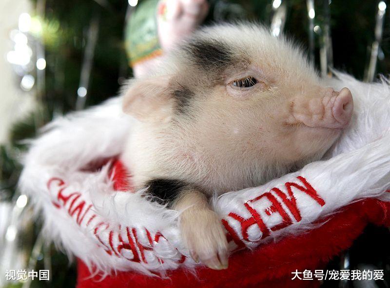 谁说猪猪就是粗鲁的动物？你看，它也可以活得很精致啊！