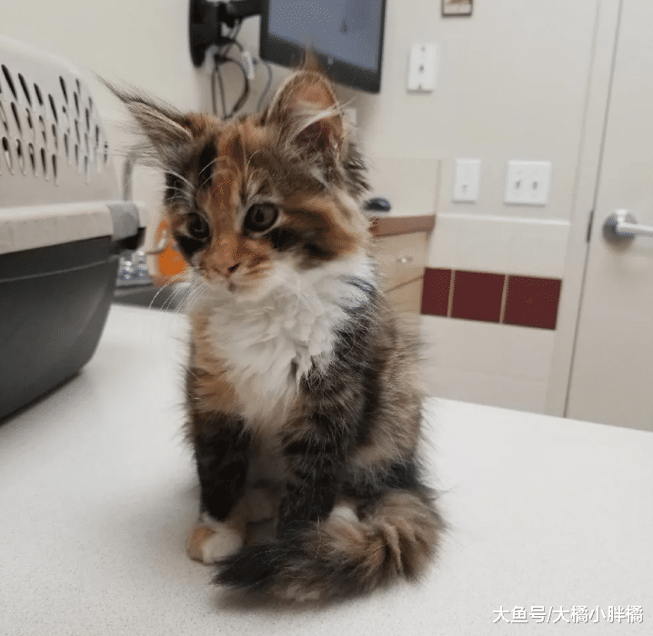 贪玩小猫沦落为流浪猫，为了重回幸福生活，竟赖在别人家里不走了