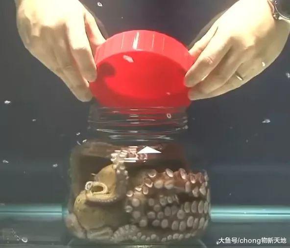 將章魚放在擰緊瓶蓋的瓶子里，它能順利逃出來嗎？