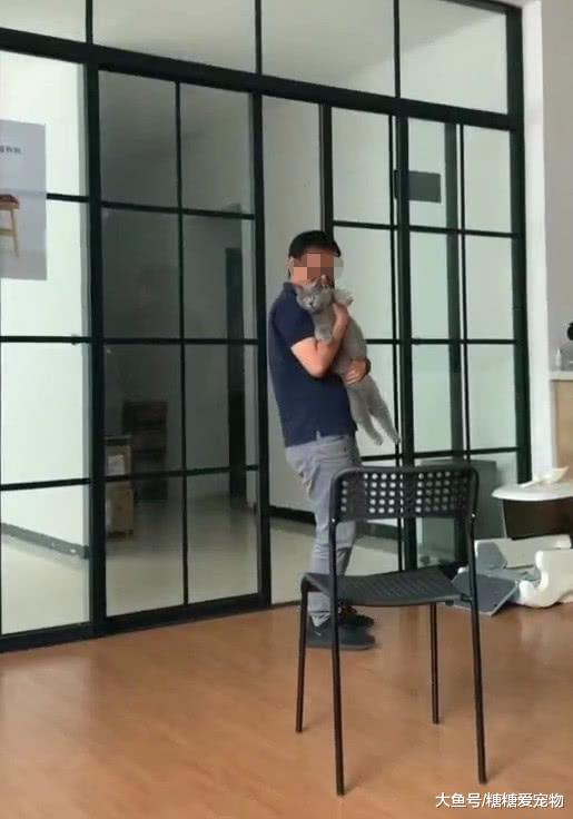 不会抱猫的人强行抱猫，猫：我是没有感情的玩具，我不需要面子。