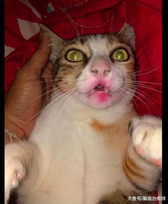 主人忘记擦口红就亲了猫咪, 结果它的嘴巴被印上了红色, 好妖艳呀