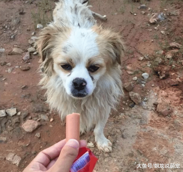 流浪狗在路边对着孕妇乱叫，当时把孕妇气得要打它，知道情况后感激
