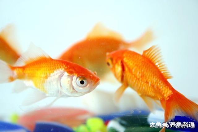 想要饲养金鱼或者锦鲤, 在这个季节里到底用不用加温?