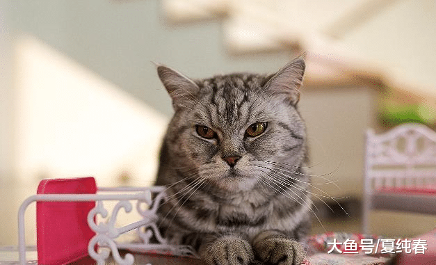 为什么猫咪的腿上会掉毛，又有哪些原因会导致猫咪腿上掉毛