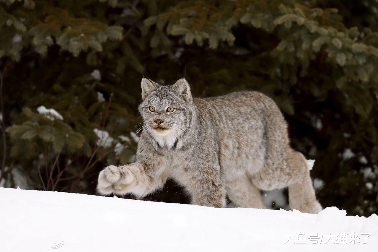 这4种猫科动物都被叫做“猞猁”，但它们却有着不同的天敌