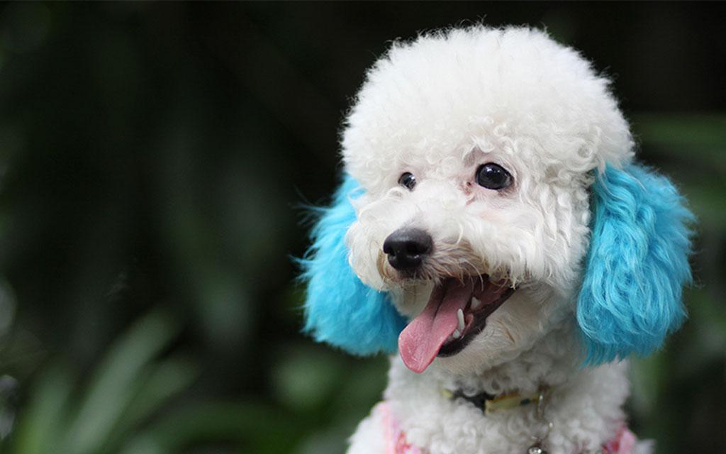 养贵宾犬三大错误方式? 别拿它的健康, 为你的错误买单!