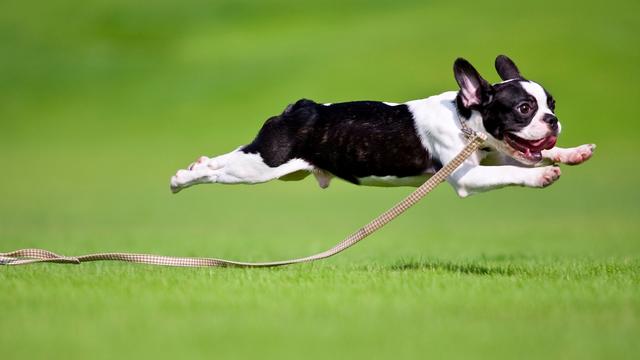 狗狗吠叫不止，总害主人被投诉，5点实用建议让它不再过度吠叫
