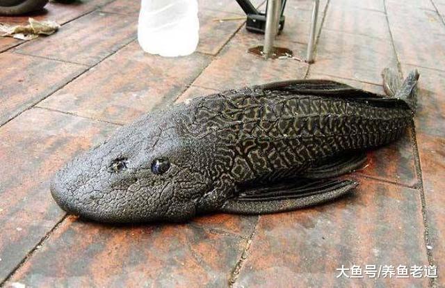 日益泛濫的清道夫魚，可能被我們吃成瀕危物種嗎？