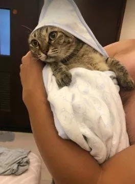 女主快生了，老公为了学习如何包裹小宝宝，拿猫来练习，笑惨！