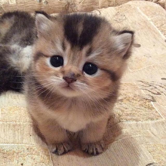 “养猫的人, 家里身上都很臭吗? ”养过猫的人, 你们怎么看?