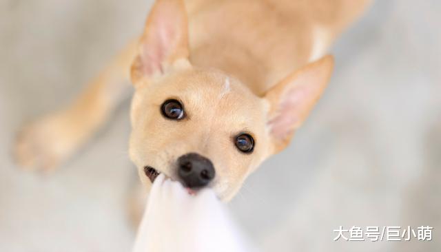 和狗狗“拔河”会让它变得有攻击性？看完以下几点你就知道了