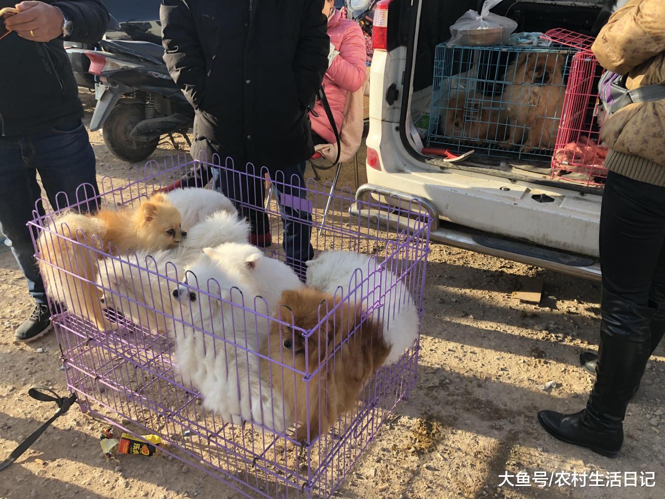 狗市: 宠物市场回温, 商贩的白色和黄色博美吸引了一些路人围观!