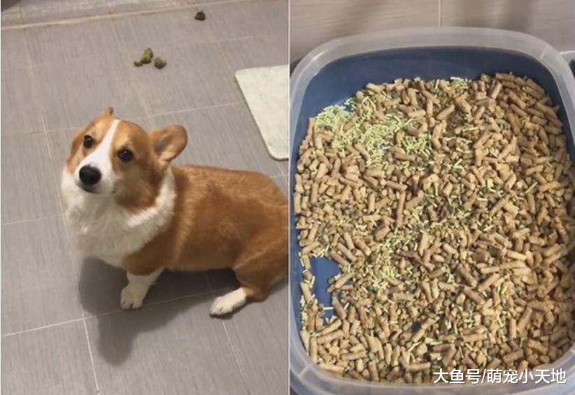 贪吃基排出绿色大便把饲主气炸：有遇过吃猫砂的蠢狗吗？