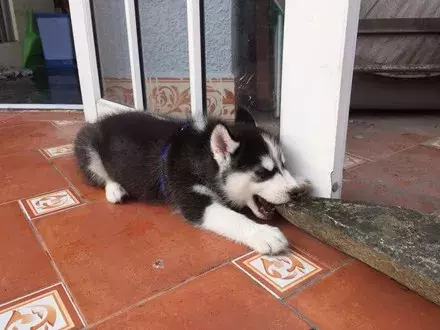 网友500买了只哈士奇，结果带回家后，老爸：心脏受不了...