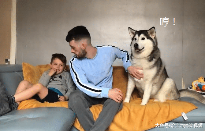 二哈当自己是孩子，看到主人父子却吃醋了，谁还不是宝宝呢