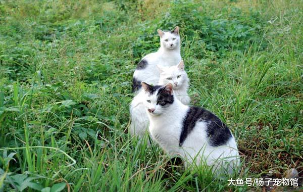 流浪猫妈带病产子后被猫王驱逐，藏在井里生活，只为看孩子一眼！