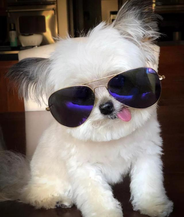 小狗因“可爱吐舌照”走红网络，如此童颜的它竟十岁高龄了……