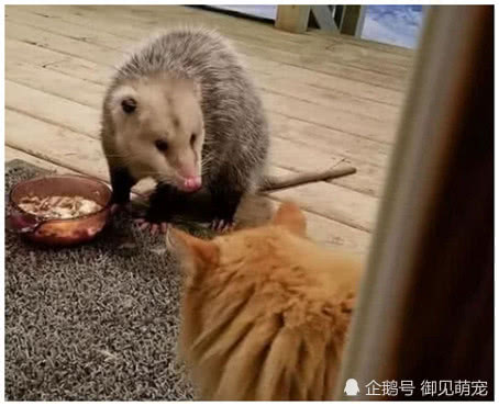 猫咪在屋子里尖叫，主人以为出什么事了，跑出后被眼前这幕吓住