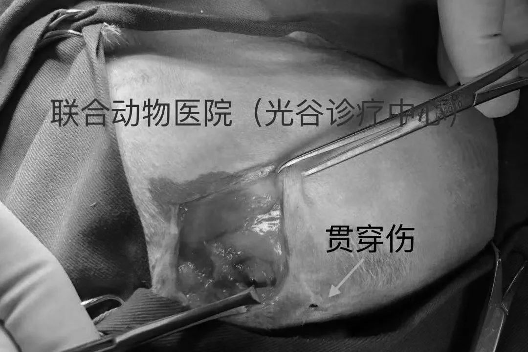 猫咪狗狗骨折了怎么办？扒一扒宠物“骨子里”的那些事