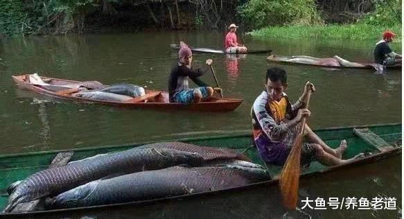 从一亿年前游来的观赏鱼，既可以饲养在鱼缸，又可以摆上餐桌品尝