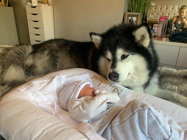 铲屎官生了小宝贝，最开心的是家里的两只阿拉斯加，乐开了花……