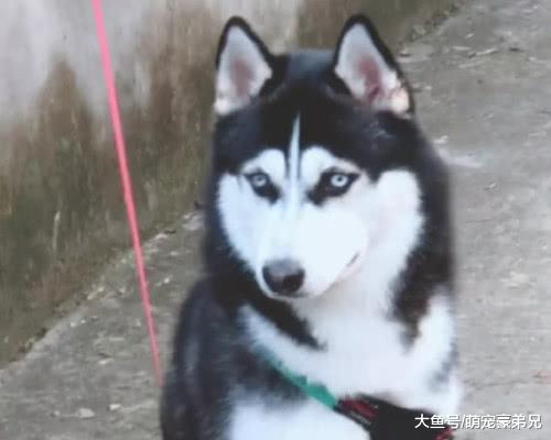 头次带二哈回乡下，就算栓起来也玩的不亦乐乎，哈：这比家里好玩