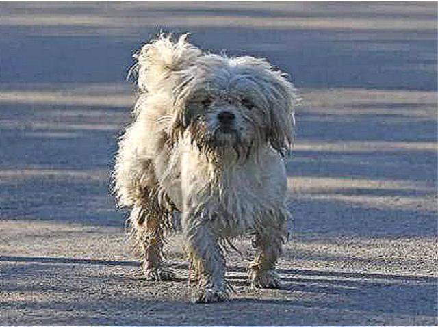 狗狗怀孕被撵出门，在马路边匆忙产子，幸遇好心人救助后母子平安