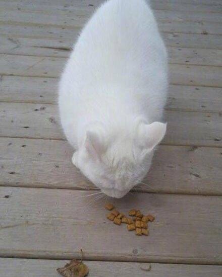 千万别随便在外面喂猫咪！因为它有可能从此赖上你了