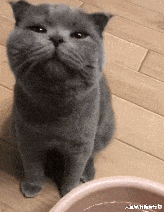 蓝猫喝了口主人的洗脚水, 结果它的反应笑喷了: 恩? 咋有点头晕呢