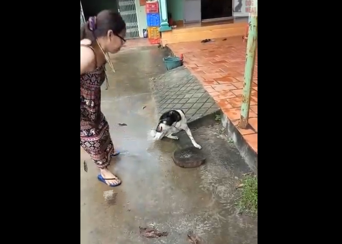 狗狗被主人砍断手只因犯了个小错，邻居不劝阻甚至还在一旁拍视频