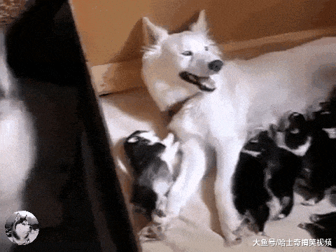 白二哈生下十多只寶寶，結果全是黑色的，寵主：哪來的墨水