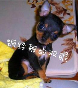 網友家養了一條吉娃娃，叫起來比唱歌還好聽，這狗值錢了